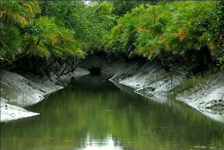 ¶˹Sundarbans